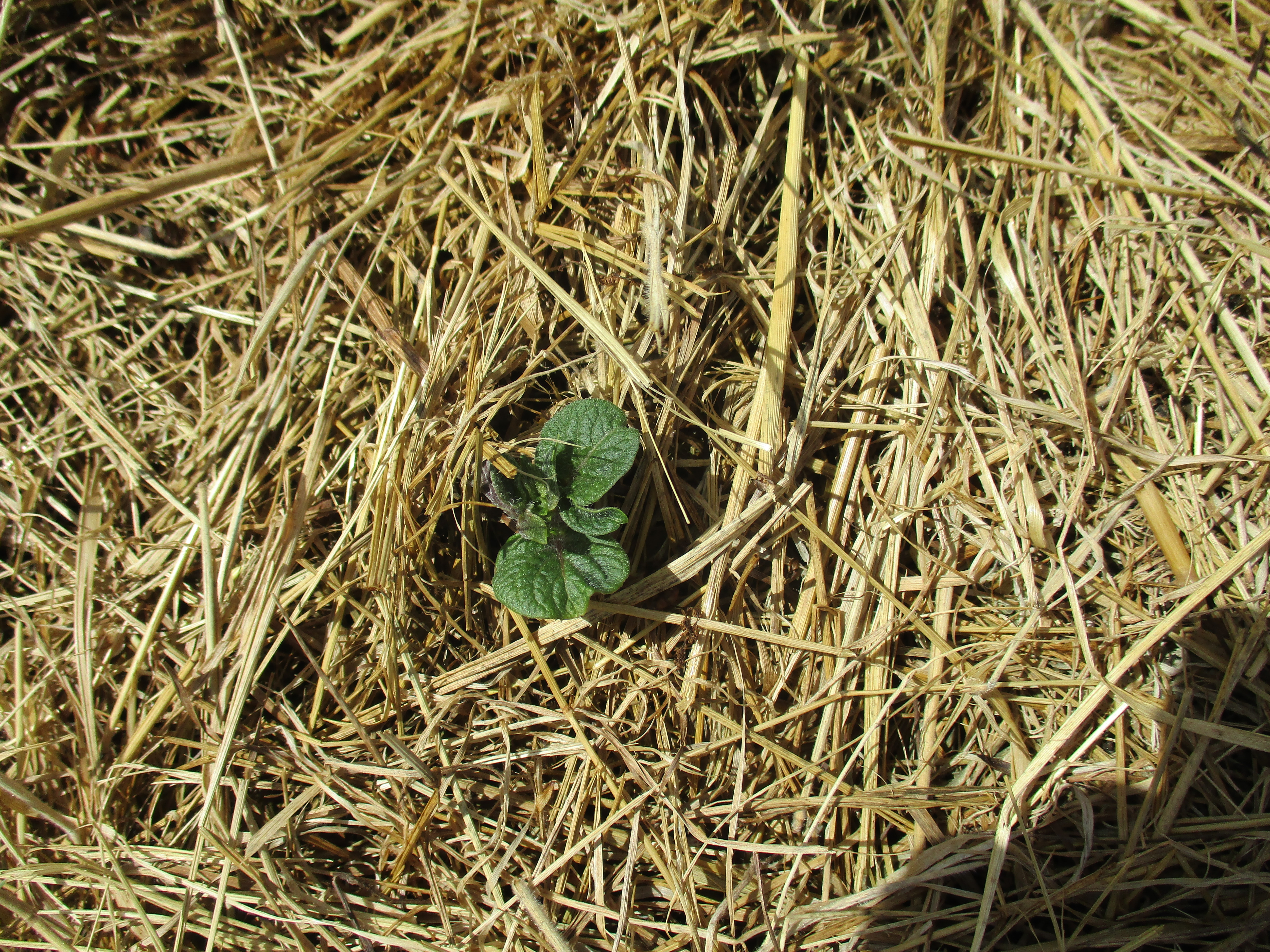 Plantation des « patates » à Acigné : ça pousse !